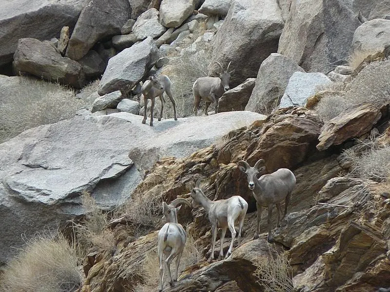 Peninsular bighorn sheep