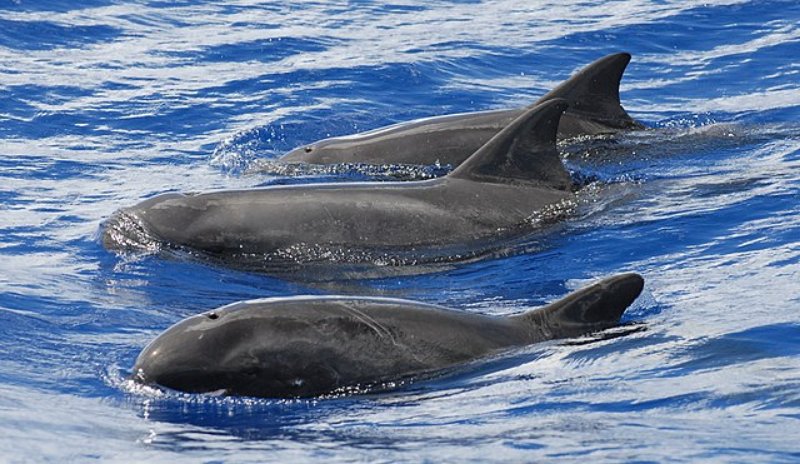 Pygmy Killer Whales