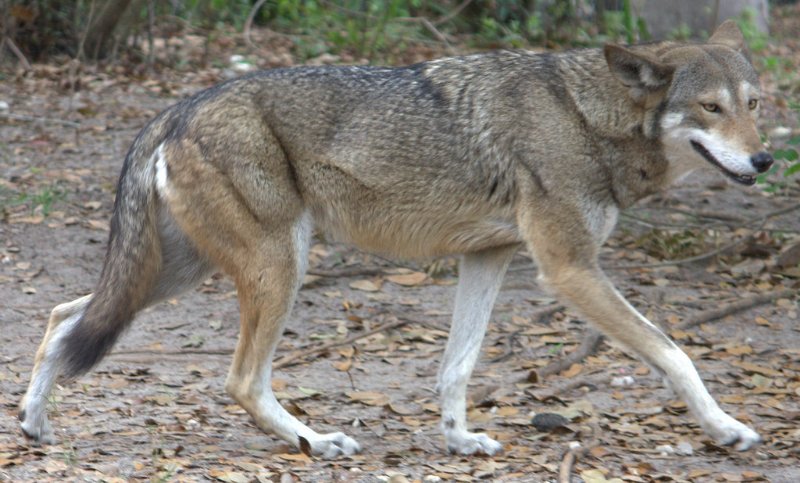 Adult Red Wolf