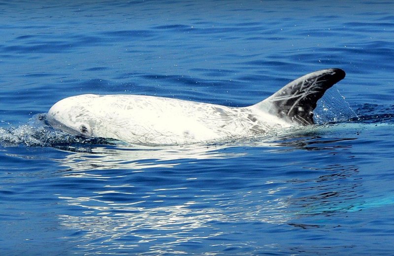 Risso’s Dolphin