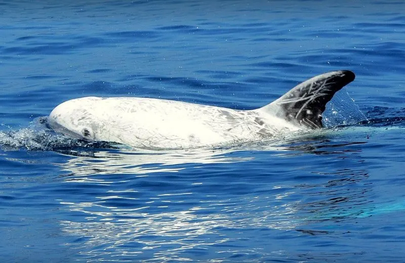 44 Different Types of Dolphins 37 Risso’s Dolphin