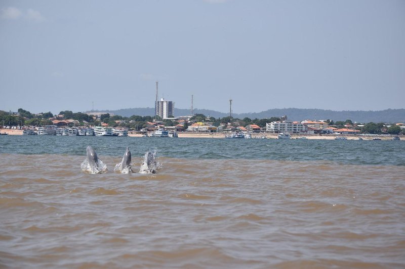 River Dolphins