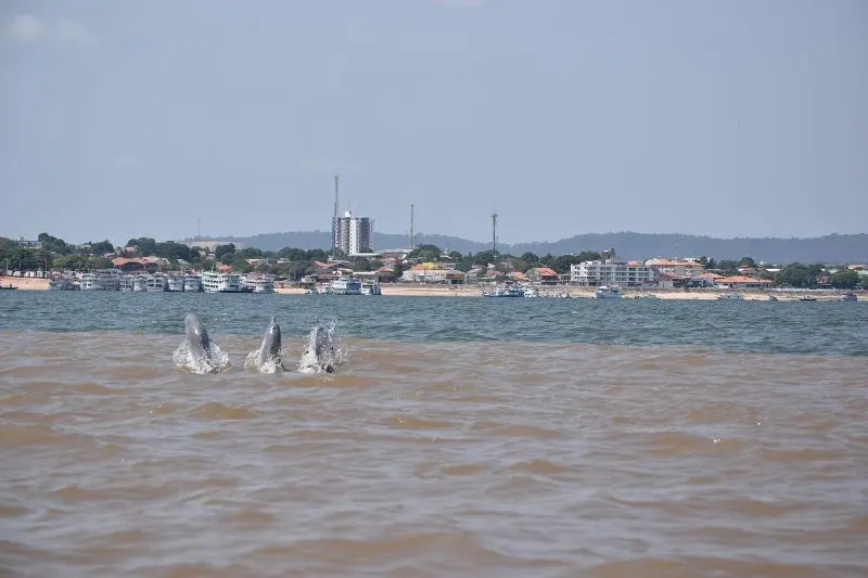 44 Different Types of Dolphins 1 River Dolphins