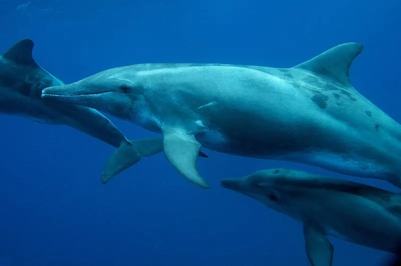 44 Different Types of Dolphins 38 Rough-Toothed Dolphin