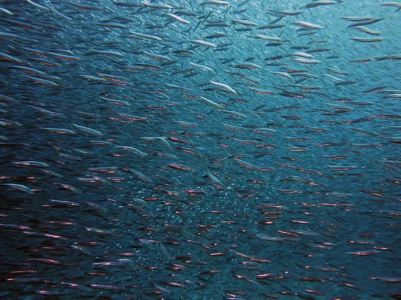 Dwarf Sperm Whales: Are they Endangered? 3 School of Fish