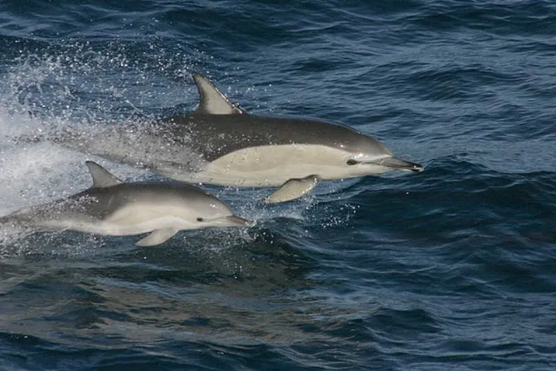 Short-beaked Common Dolphins