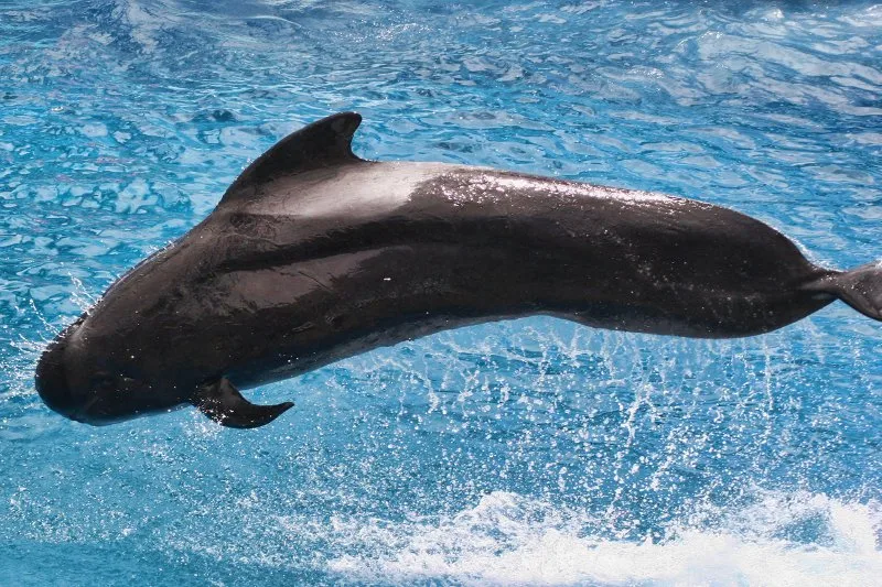 44 Different Types of Dolphins 40 Short-finned Pilot Whale