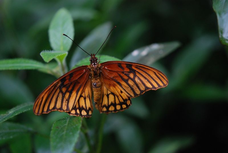 Silverspot Butterfly