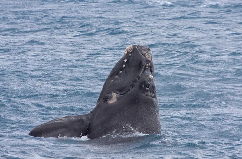 44 Different Types of Dolphins 41 Southern Right Whale