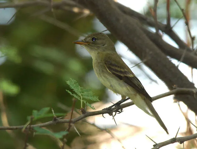 Soutwestern Willow Flycatcher