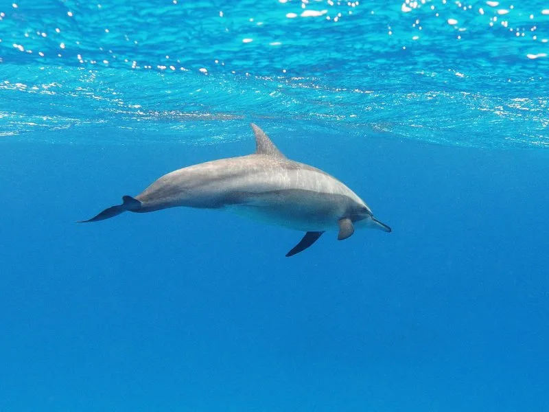 44 Different Types of Dolphins 42 Spinner Dolphin