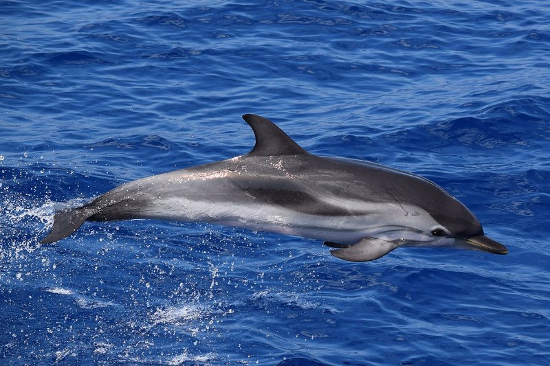 Jumping Striped Dolphin