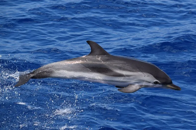 The Hebridean Whale and Dolphin Trust 3 Jumping Striped Dolphin