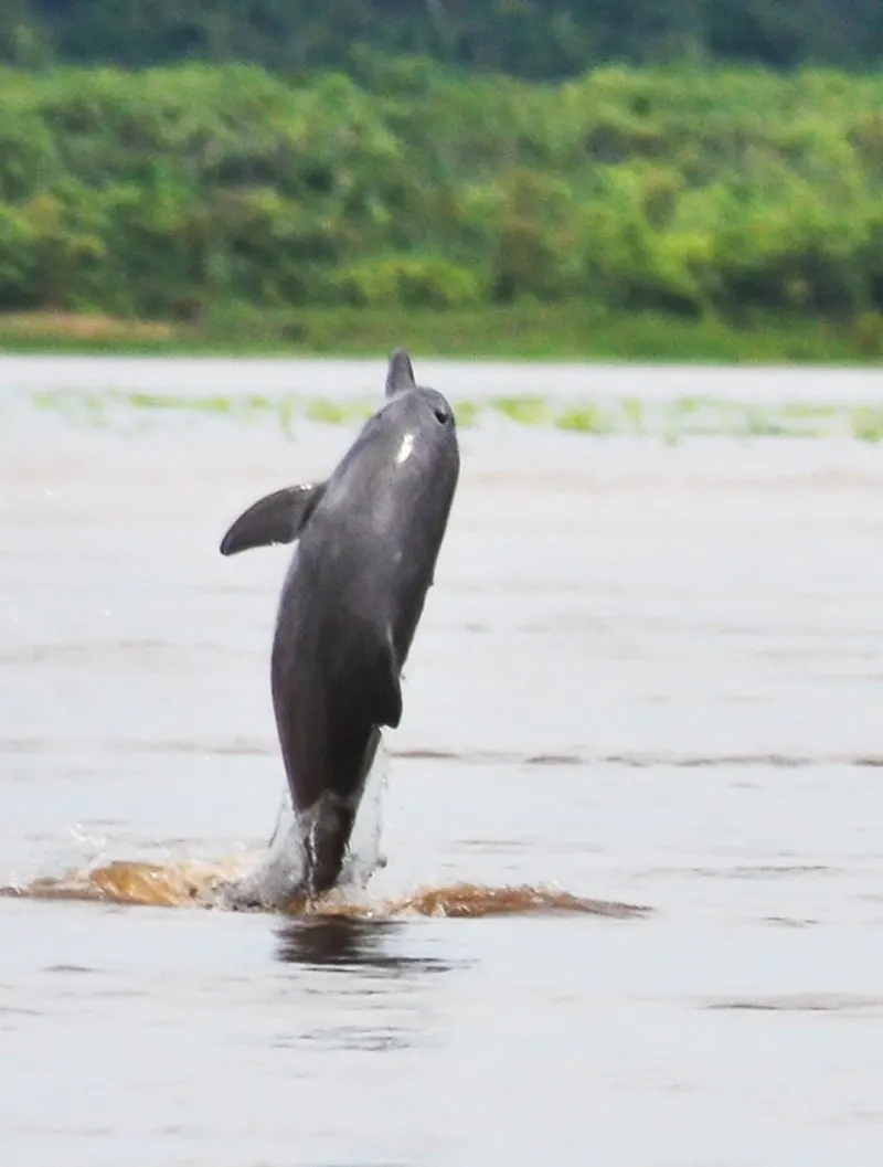 44 Different Types of Dolphins 44 Jumping Tucuxi