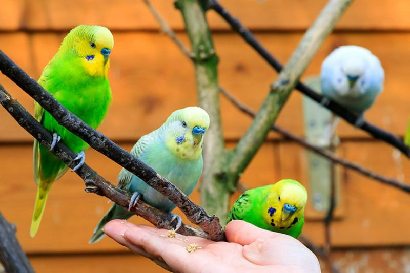 Hand holding grains in palm feeding Parakeets