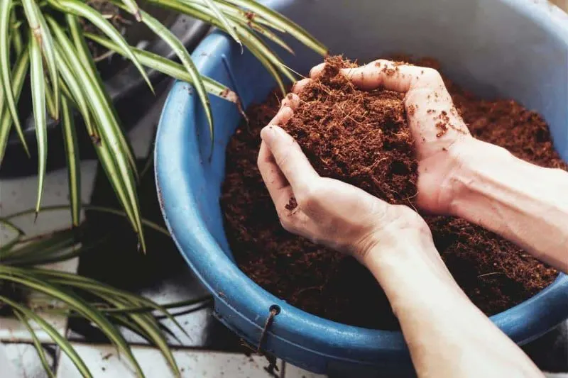 Coco Coir vs Perlite: Which is Best? 3 What Is Good and Bad About Coco Coir