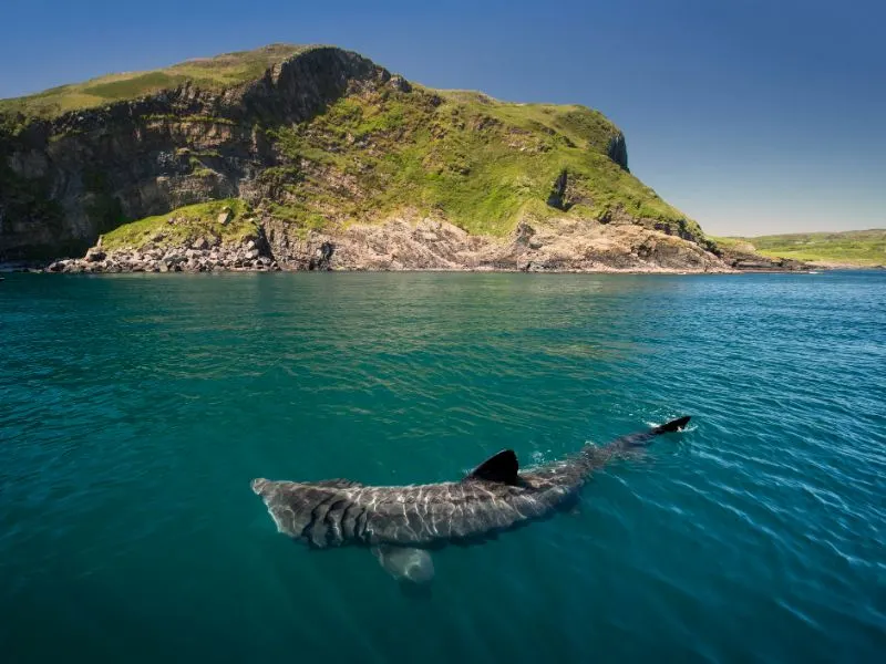 Basking Shark is roaming around in the sea