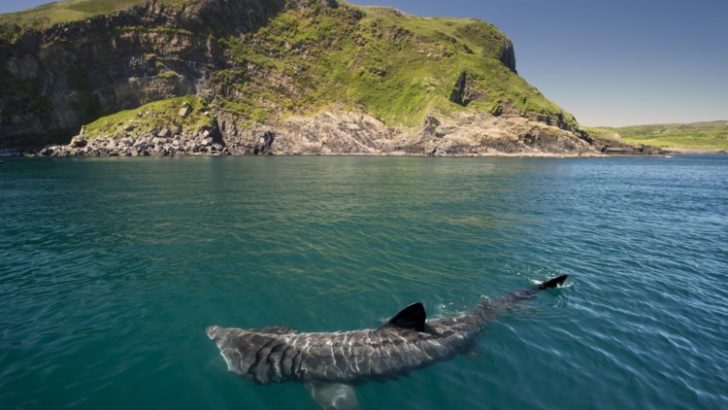 A view of Basking shark in the ocean