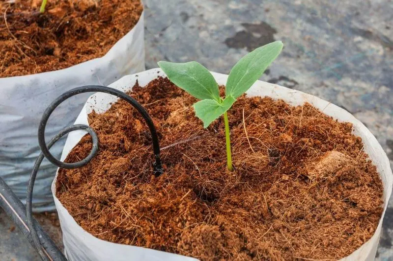 Coco Coir vs Perlite: Which is Best? 1 What is Coco Coir