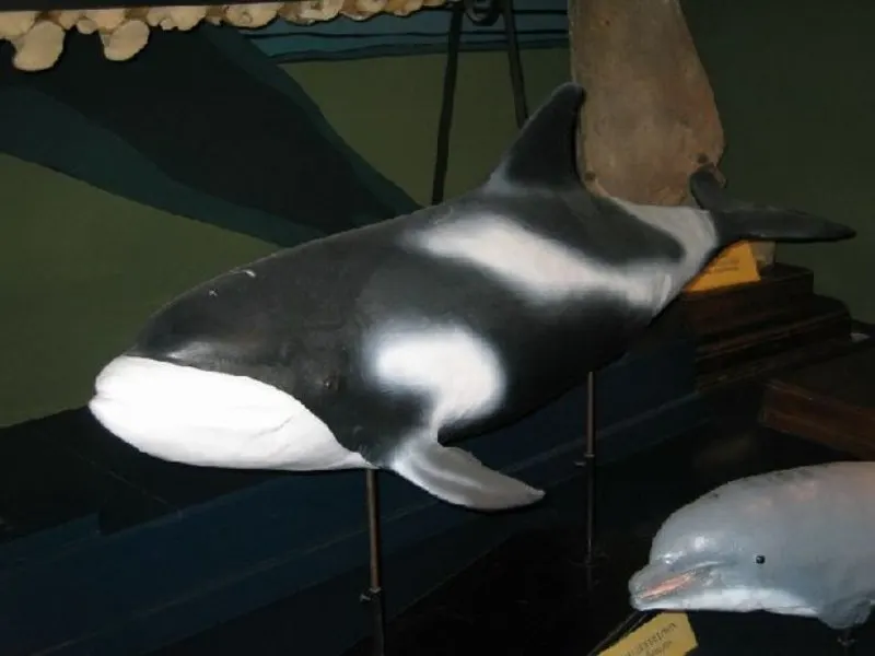 Model of White-Beaked Dolphin