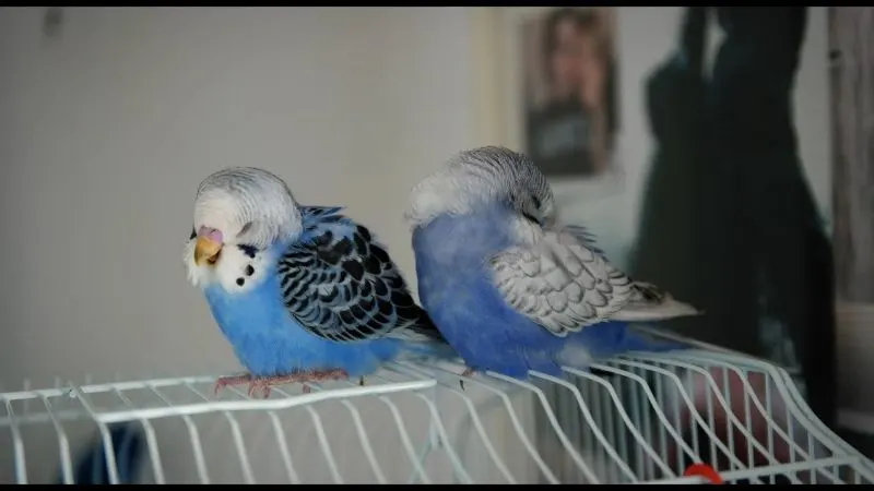 Parakeets are resting upon cage