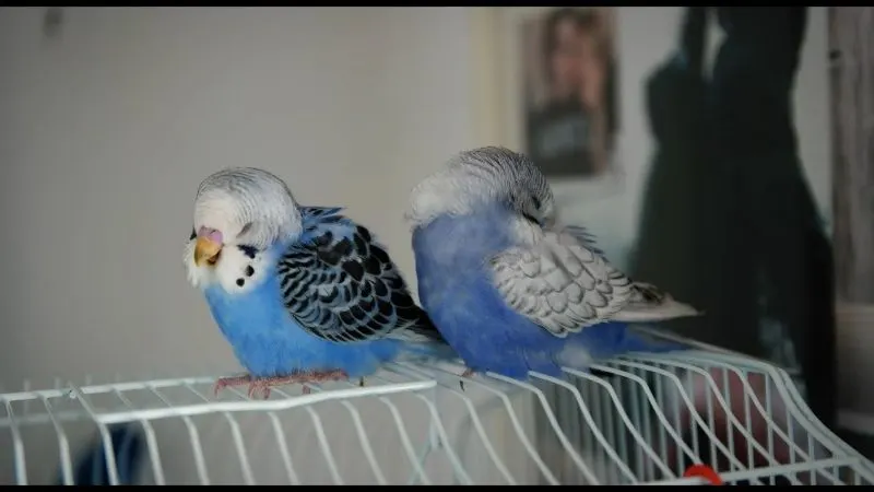 How do Parakeets Sleep? Everything That You Need To Know 7 Parakeets are resting upon cage