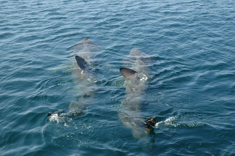 basking shark with their group