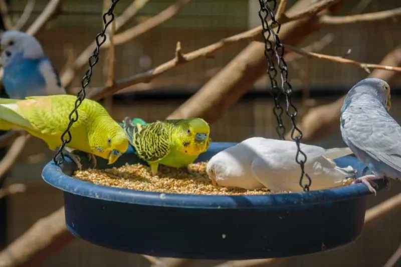 parakeets eating Nuts and Seeds