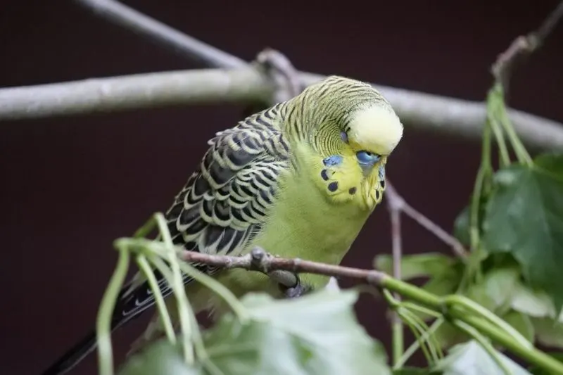 parakeets night sleep on tress