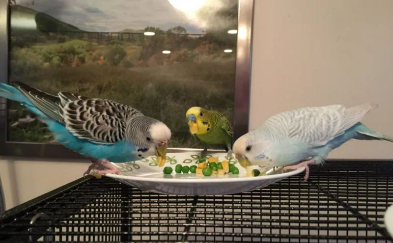 treat for parakeets