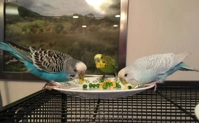 treat for parakeets