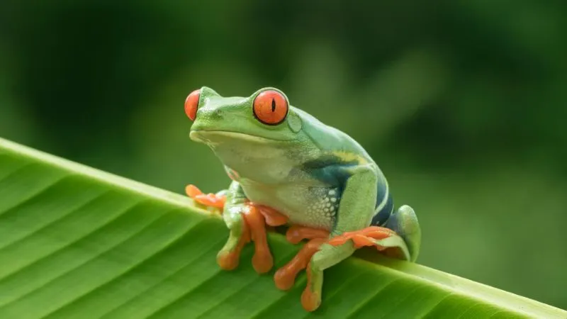 What Are The Effects of Overharvesting? 5 Amphibians