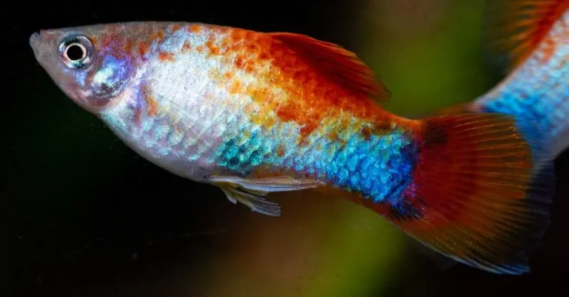 What Are The Effects of Overharvesting? 4 Aquatic Fish