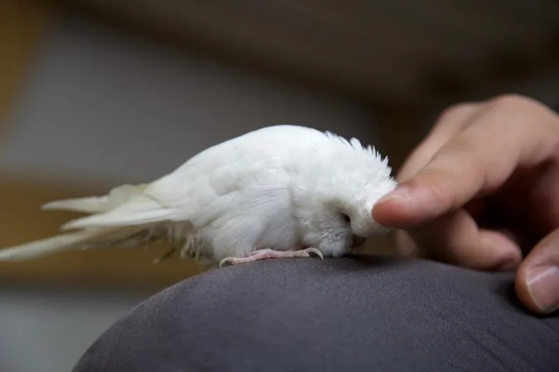 Petting a Bird