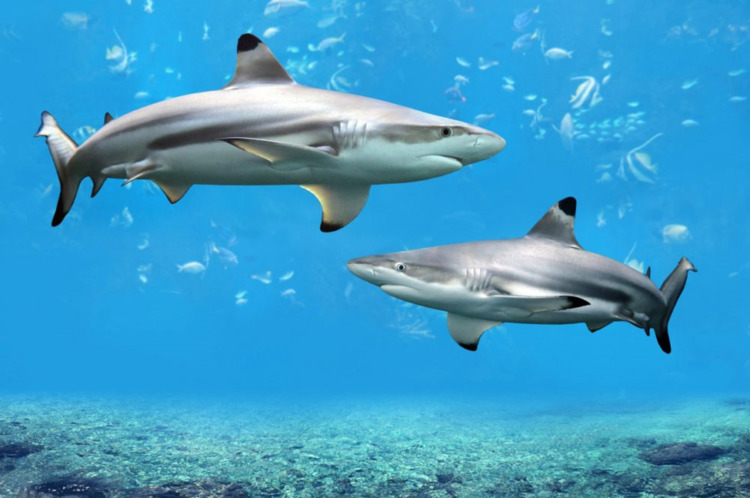 Black Tip Sharks swimming