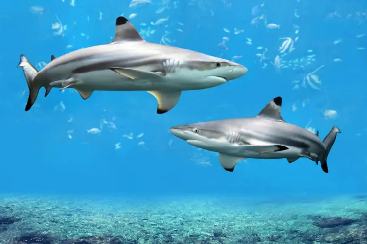 Black Tip Sharks Black Tip Sharks swimming