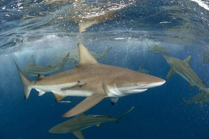 Black tip Shark and Other sharks