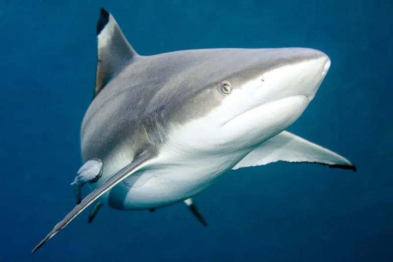 Black Tip Sharks: Are They Endangered? 1 Close Shot of Blacktip Shark