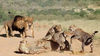 Do Lions Eat Cheetahs? Here's What to Know