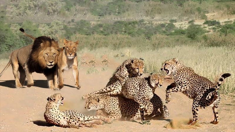 Lions chasing Cheetahs in the wild