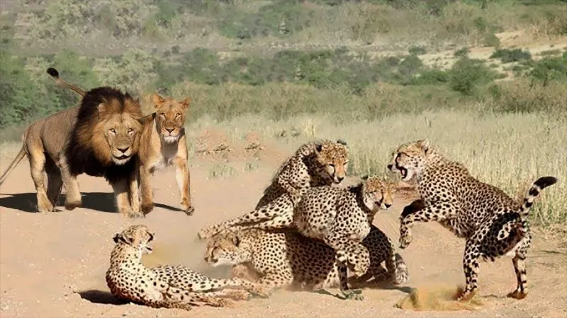 Do Lions Eat Cheetahs? Here's What to Know 1 Can a Lion Eat a Cheetah