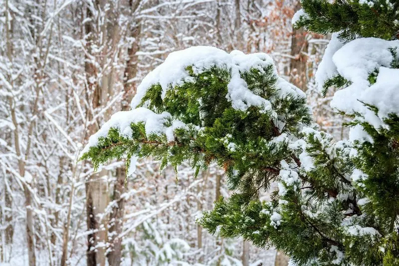 11 Different Types of Coniferous Trees 6 Cedar Tree