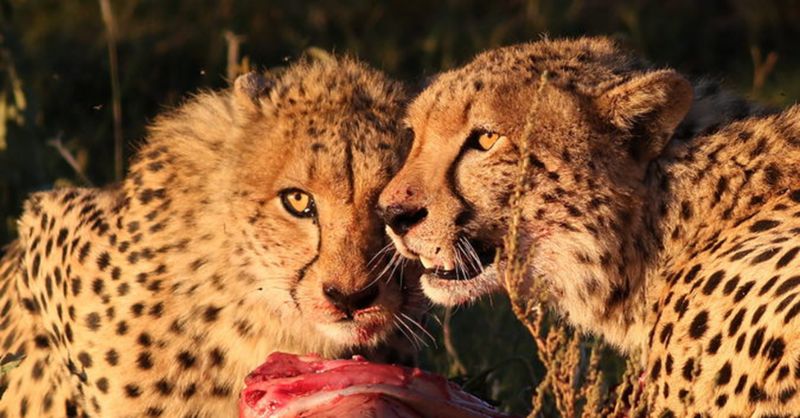Cheetahs feeding on an animal