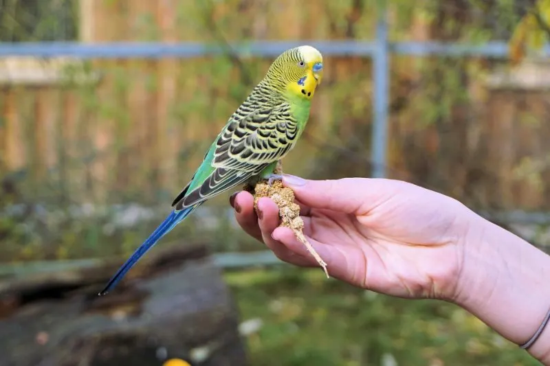 Holding a Parakeet