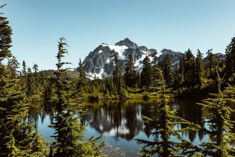 11 Different Types of Coniferous Trees 1 Conifers