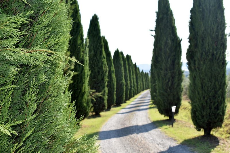 Cypress Trees