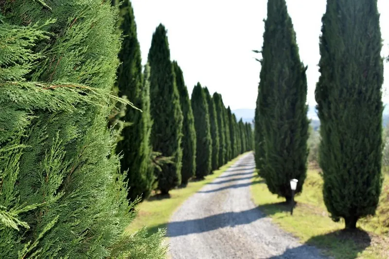 Cypress Trees