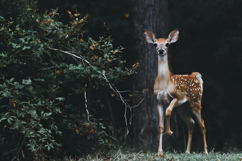 Is a Bird a Consumer? Here’s What to Know 1 Fawn