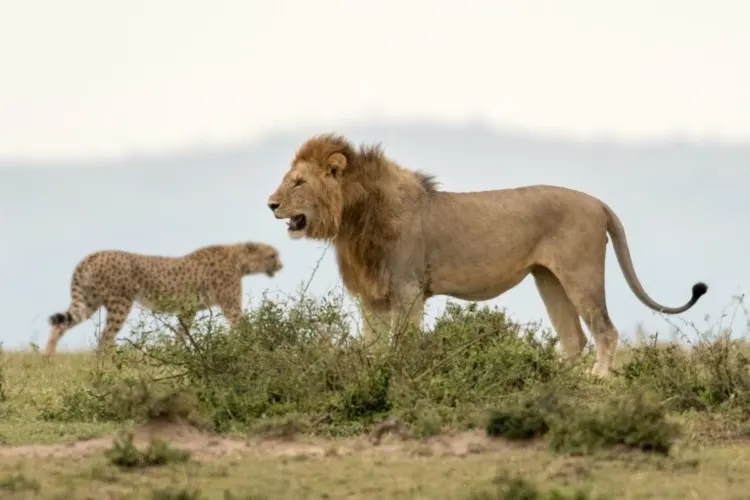 Do Lions Eat Cheetahs