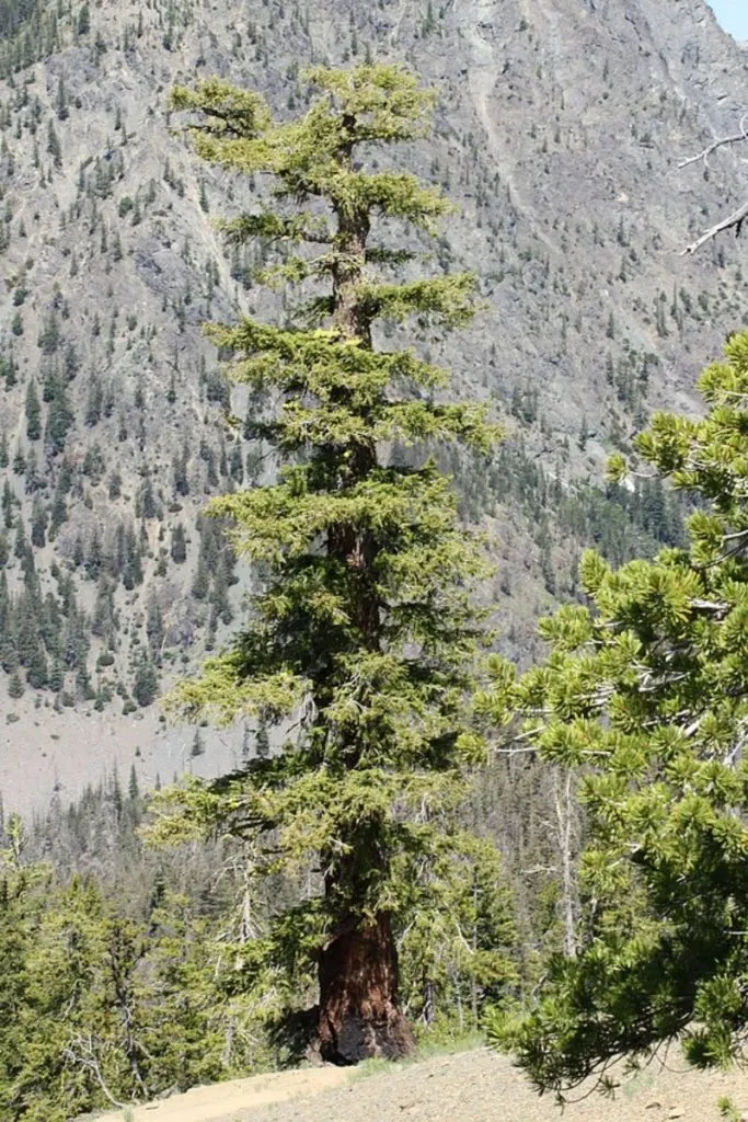 11 Different Types of Coniferous Trees 2 Douglas fir Tress